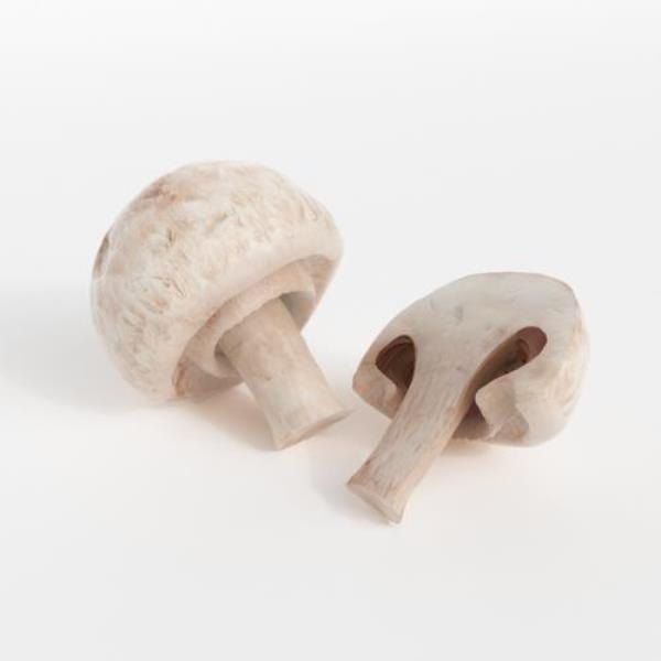 Mushrooms - دانلود مدل سه بعدی قارچ - آبجکت سه بعدی قارچ - دانلود آبجکت قارچ - دانلود مدل سه بعدی fbx - دانلود مدل سه بعدی obj -Mushrooms 3d model - Mushrooms 3d Object - Mushrooms OBJ 3d models - Mushrooms FBX 3d Models - 
